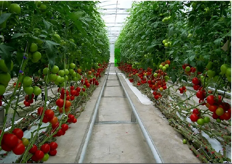 Greenhouse - pomodori